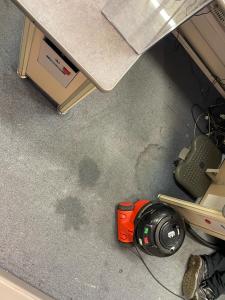 Professional carpet cleaning services