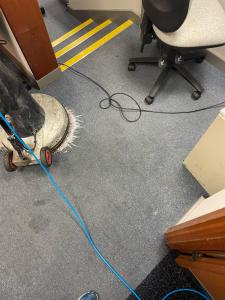 Professional carpet cleaning services